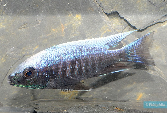 Copadichromis trewavasae