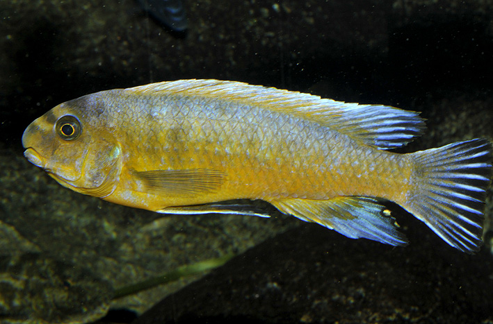 Labeotropheus trewavasae - scrapermouth mbuna