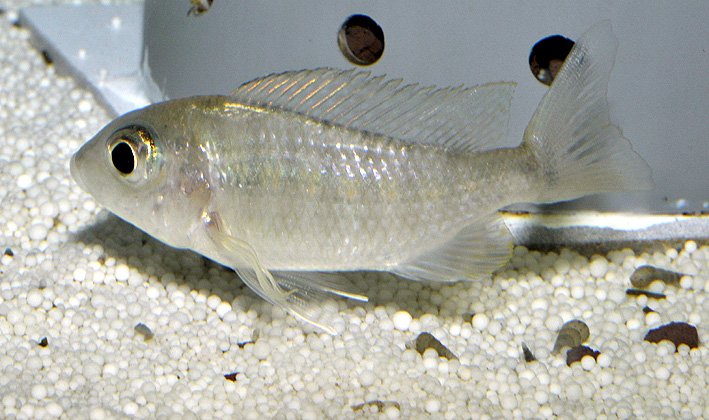 Copadichromis virginalis