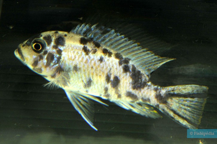 Maylandia aff. zebra "BB" - pseudo-zébra
