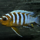 picture of Maylandia aff. zebra "Lp Chesese"