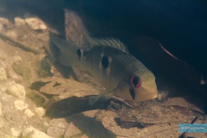 Krobia aff. guianensis - Krobia yeux rouges