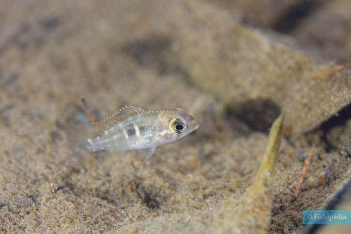 Krobia aff. guianensis - Krobia yeux rouges