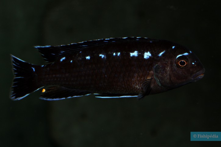 Pseudotropheus interruptus