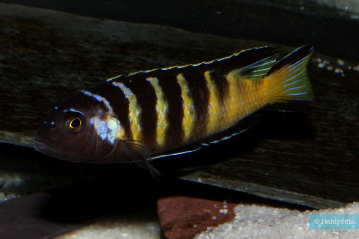 Pseudotropheus sp. elongatus