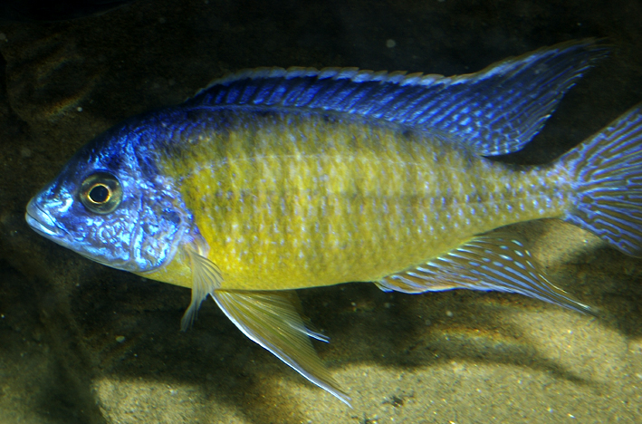 Protomelas sp. "Steveni"