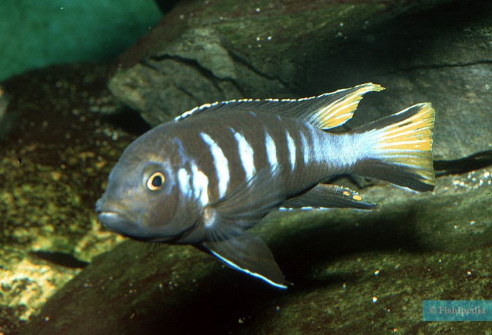 Chindongo elongatus Chewere