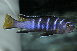 Maylandia flavicauda