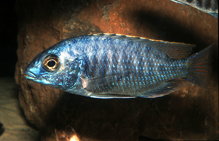 Protomelas fenestratus