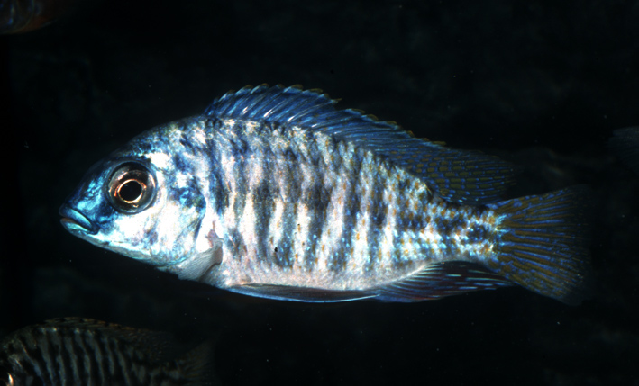 Protomelas fenestratus - fenestratus