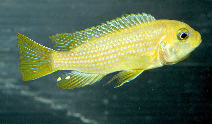 Pseudotropheus sp. Kingsizei Lupingu