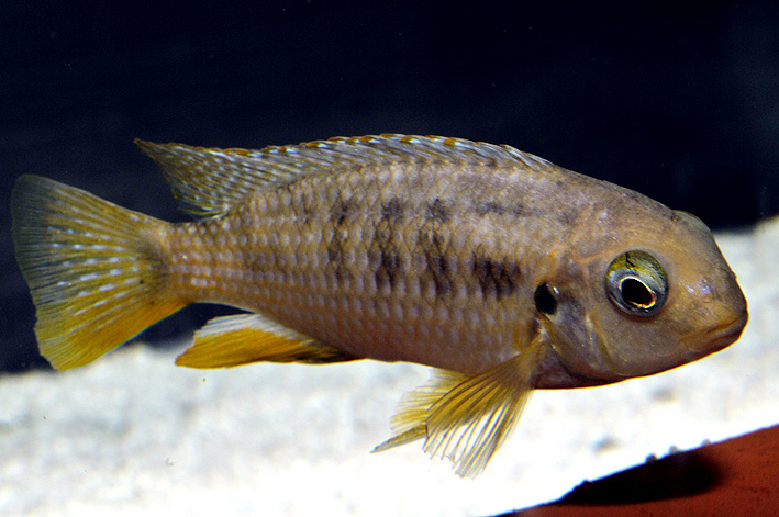 Tropheops macrophthalmus Kirondo