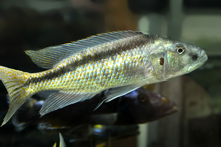 Champsochromis spilorhynchus