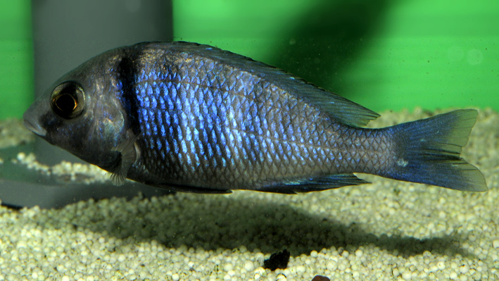 Placidochromis phenochilus Mdoka