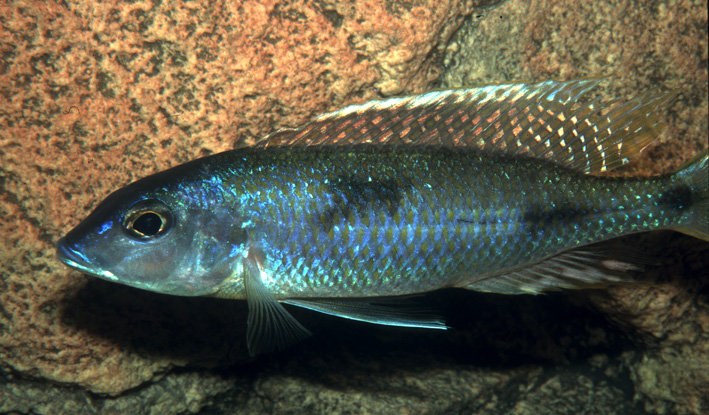 Stigmatochromis pleurospilus