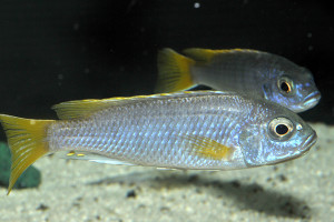 Pseudotropheus sp. Acei Luwala