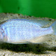 picture of Placidochromis sp. Blue Hongi