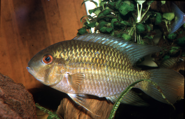 Krobia aff. guianensis - Krobia yeux rouges
