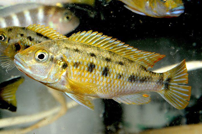 Pseudotropheus williamsi