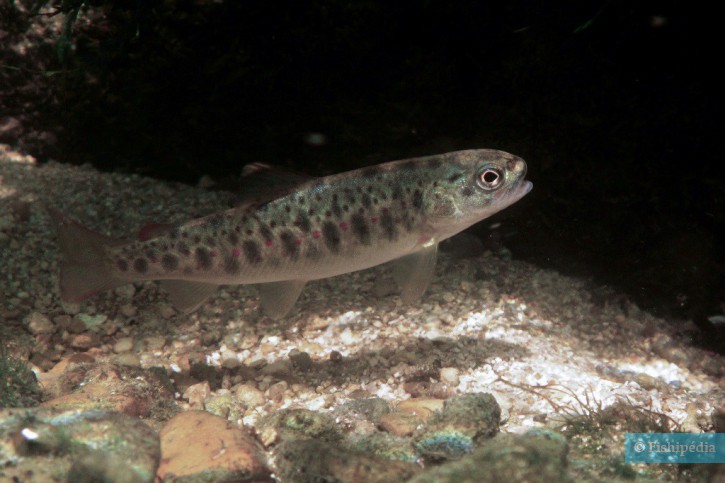 Salmo trutta - brown trout