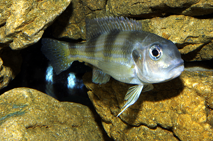 Limnochromis auritus