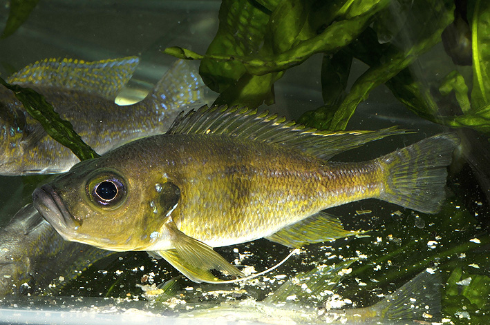 Greenwoodochromis bellcrossi