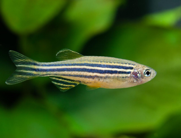 Poisson zèbre - Danio rerio