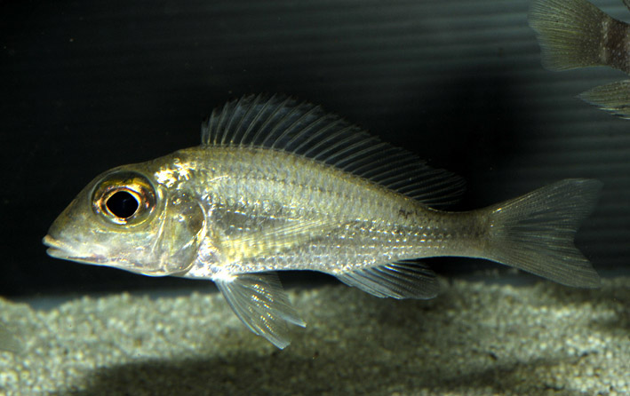 Callochromis macrops "Mtosi"