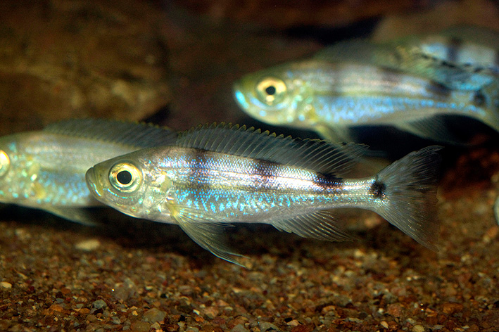 Haplotaxodon microlepis