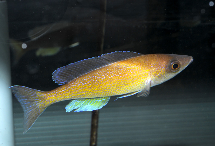 Cyprichromis pavo