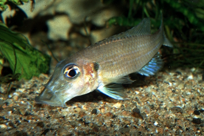 Gnathochromis permaxillaris Cichlidae