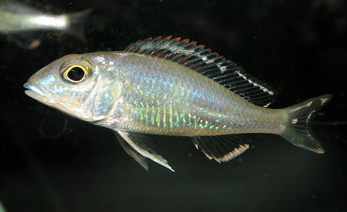 Callochromis pleurospilus