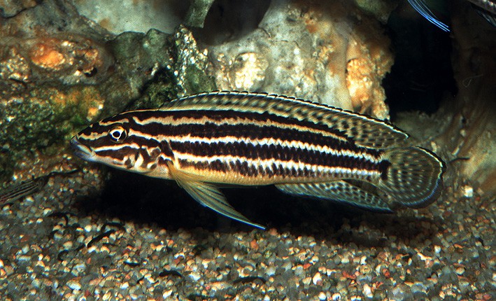 Julidochromis regani