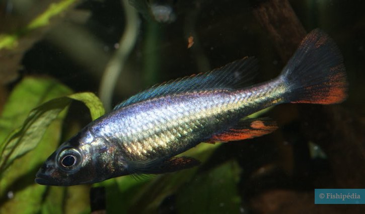 Haplochromis thereuterion