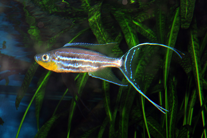 Benthochromis tricoti