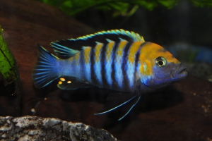 Cynotilapia zebroides