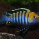 picture of Cynotilapia zebroides