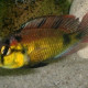 picture of Haplochromis aeneocolor