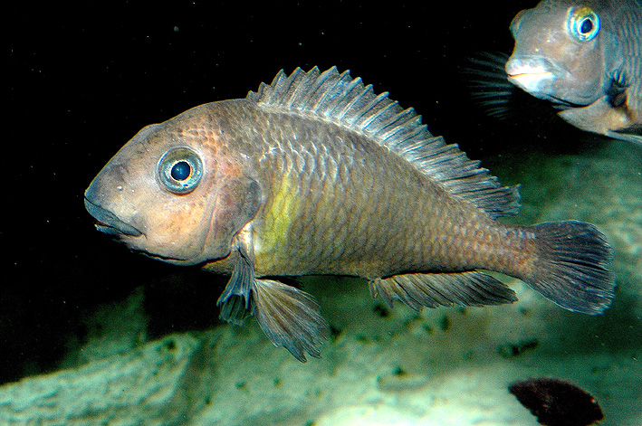 Tropheus brichardi