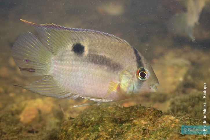 photographie - Frédéric Meki - Biotope Edition