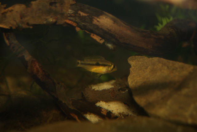 Apistogramma wapisana