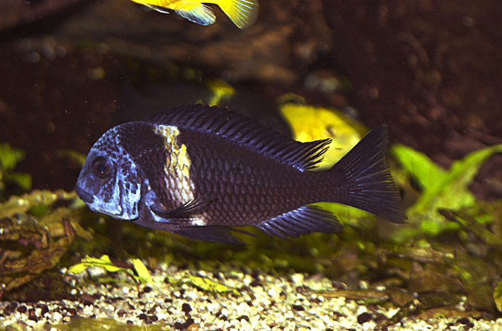 Tropheus duboisi
