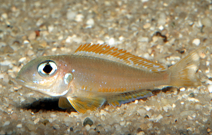 Xenotilapia flavipinnis