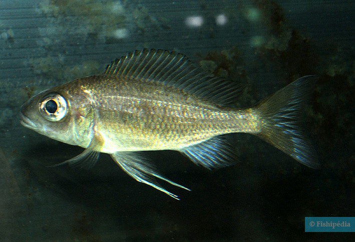 Ophthalmotilapia heterodonta