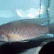 picture of Neolamprologus modestus