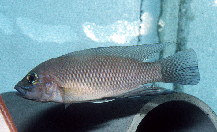 Neolamprologus modestus