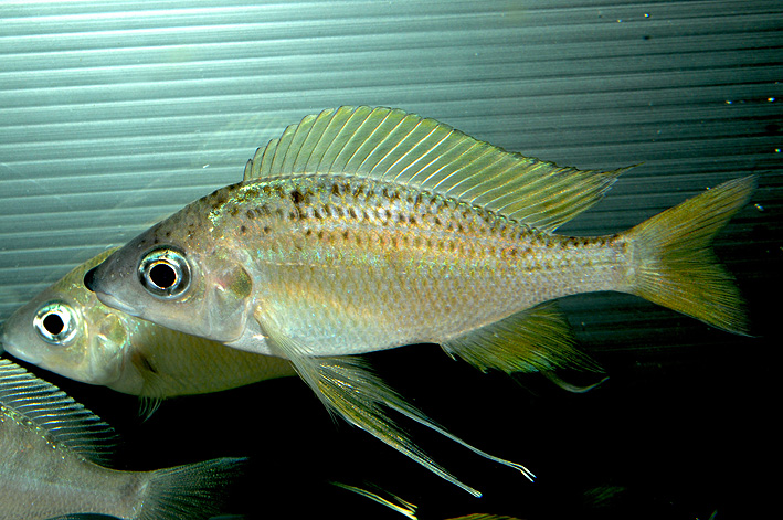 Ophthalmotilapia nasuta