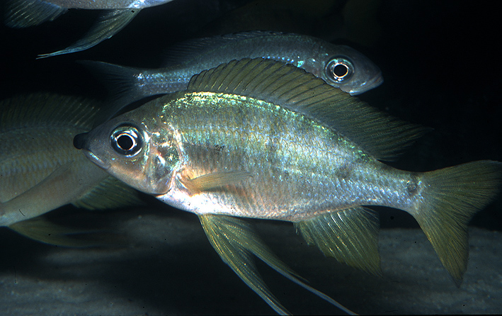 Ophthalmotilapia nasuta