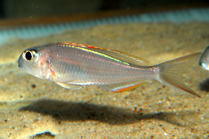 Xenotilapia nigrolabiata