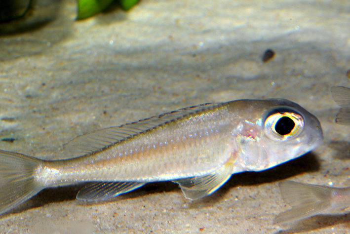 Xenotilapia ornatipinnis Perle